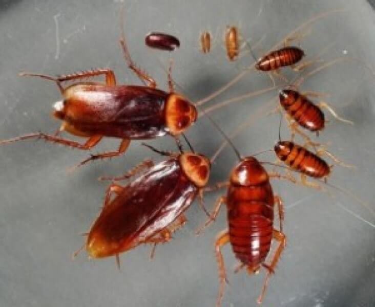 Best Roach Repellents: natural and electronic ultrasonic repellers