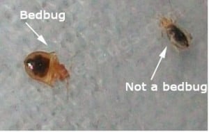 bed bug vs flea bites pictures one bite mark whereas