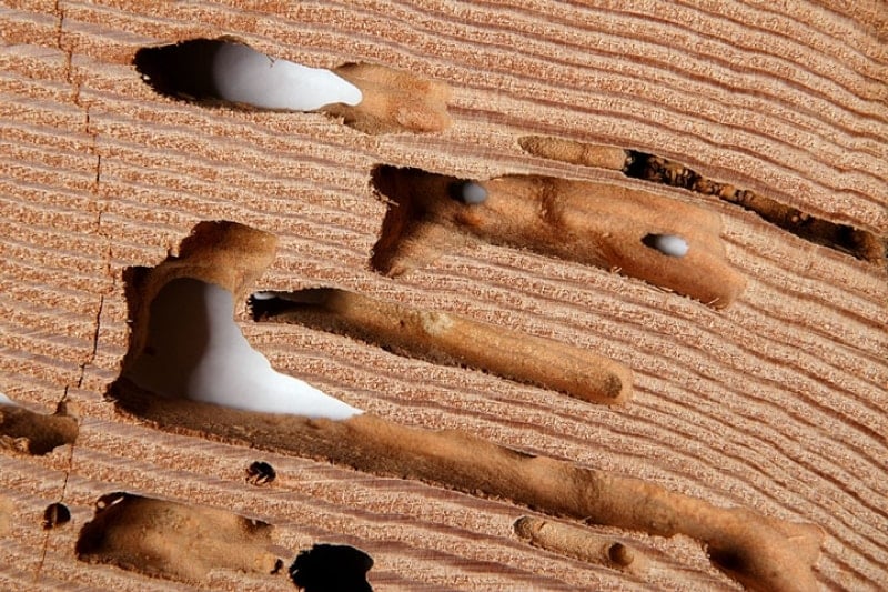 You just need to act wisely and timely to avoid termite damage