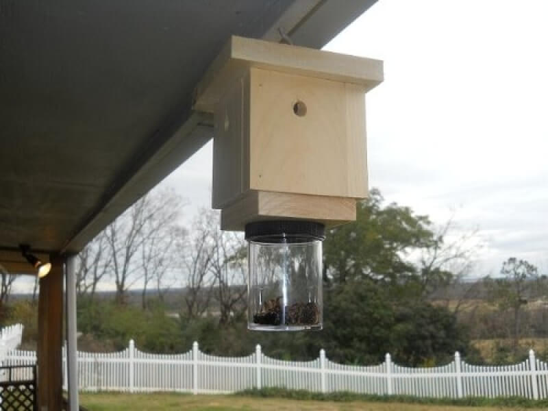 carpenter bee traps