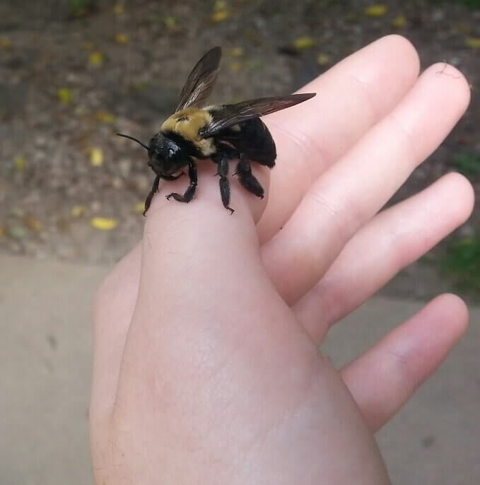 carpenter bee sting