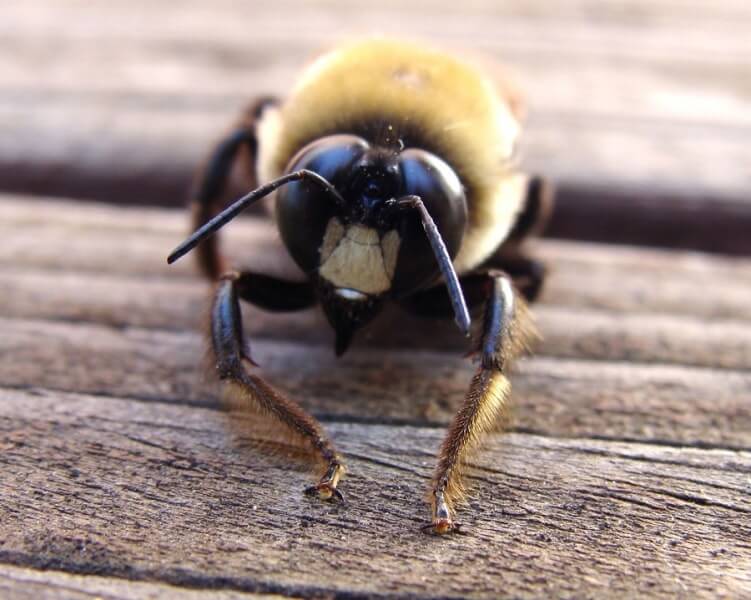 wood bee