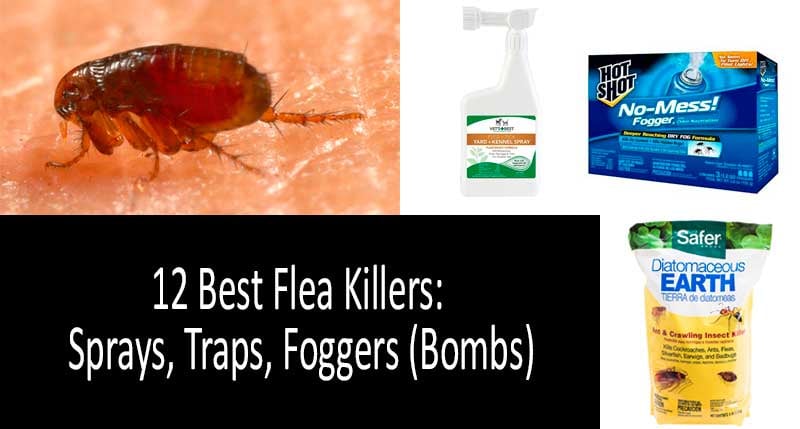 How to kill fleas quickly: TOP-12 Best flea sprays, traps  