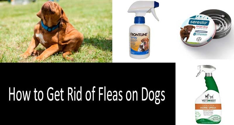 16 Home Remedies to Get Rid of Fleas