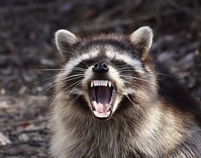 best-raccoon-repellents-and-electronic-repellers