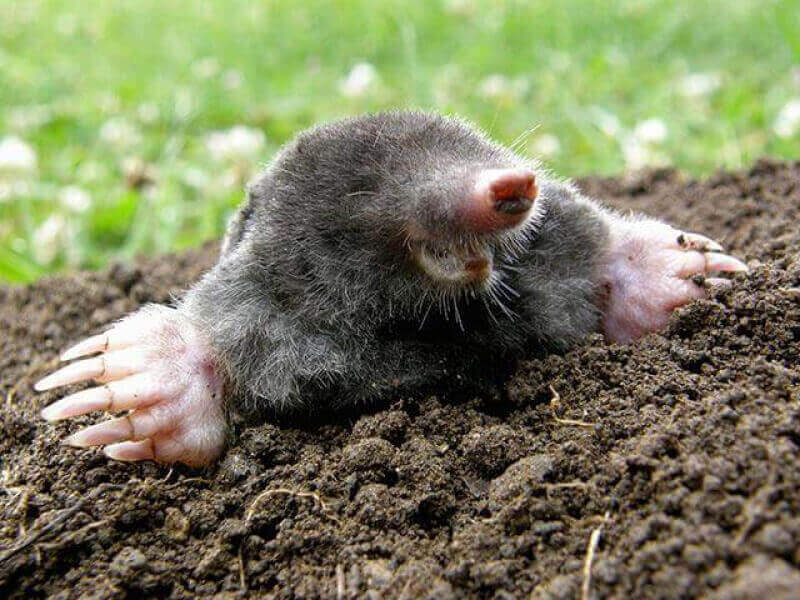 What are some natural mole repellents?