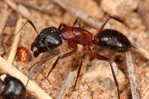 Comment tuer les fourmis rouges