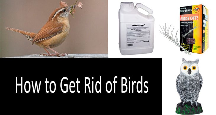 How to get rid of birds