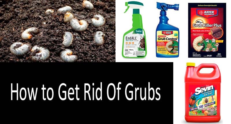 How to Get Rid Of Grubs: photo