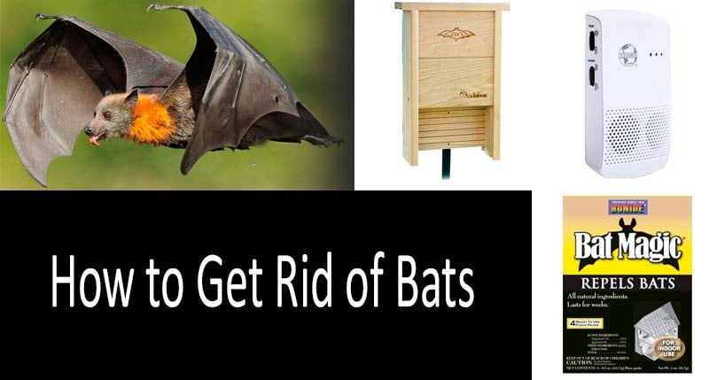 How to Get Rid of Bats Best Repellents and Ways 2020