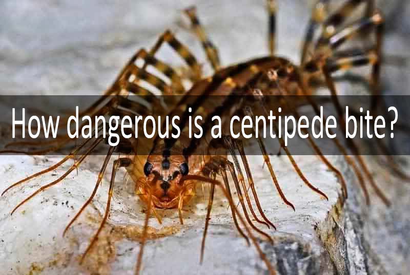 How dangerous is a centipede bite: photo