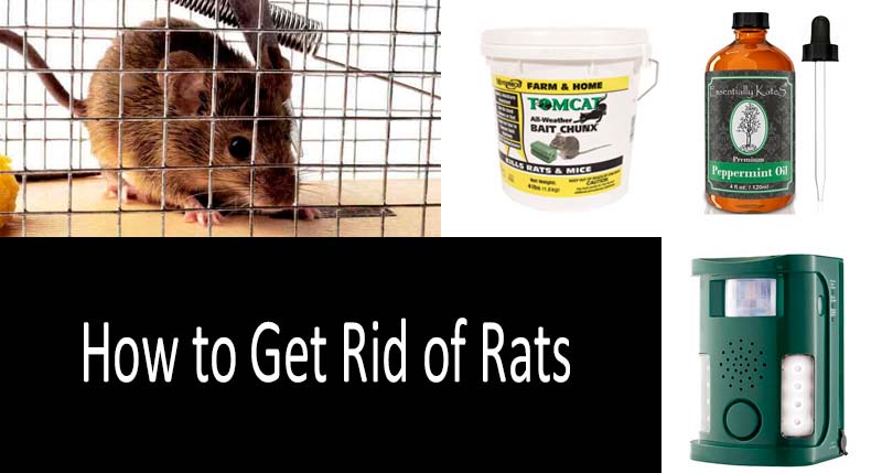 best way to get rid of rats