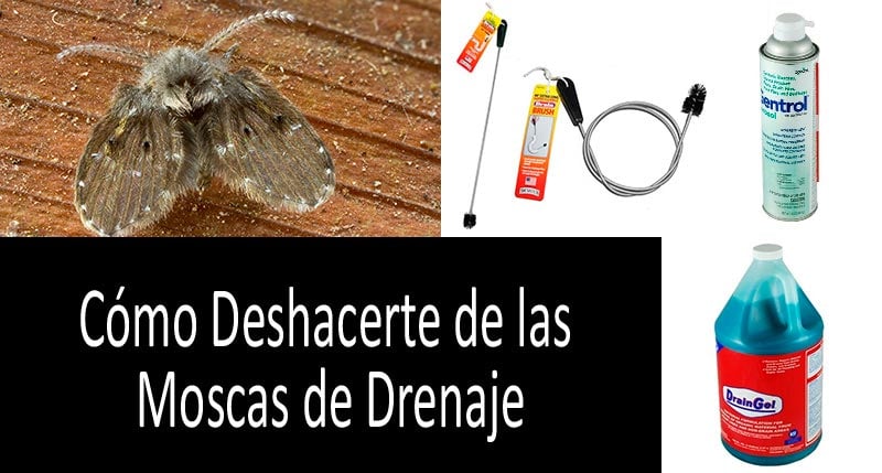 Cómo deshacerte de las moscas de drenaje