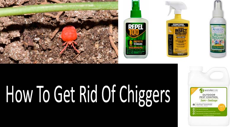 How To Get Rid Of Chiggers: Scientifically Approved Methods