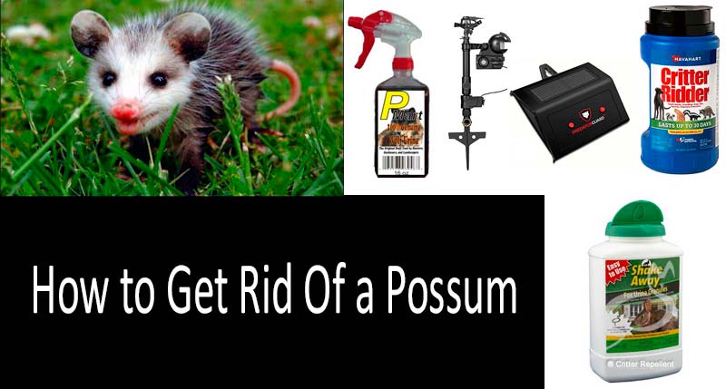 How to Get Rid of Possums: 5 Best Ways and Top-7 ...