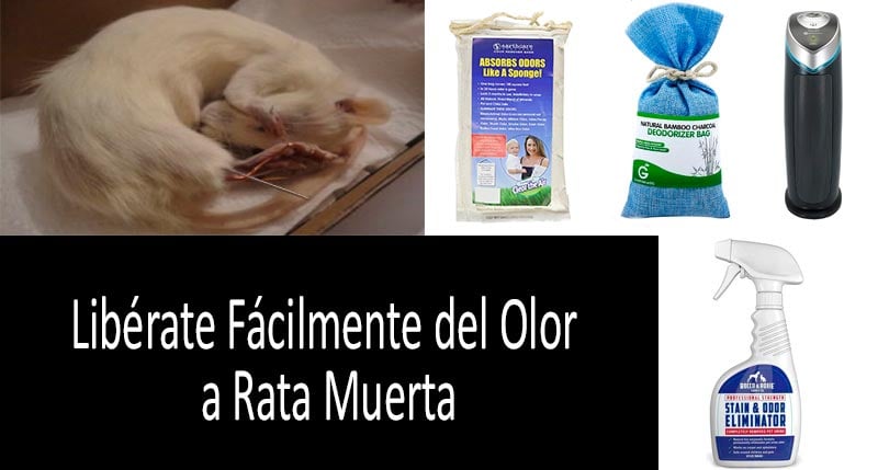 cómo librarte del olor a rata muerta: foto