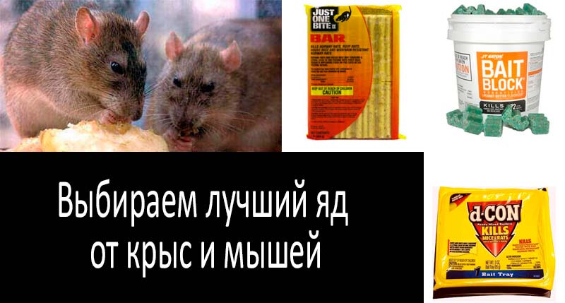 u043bu0443u0447u0448u0438u0439 u044fu0434 u043eu0442 u043au0440u044bu0441 u0438 u043cu044bu0448u0435u0439: u0444u043eu0442u043e