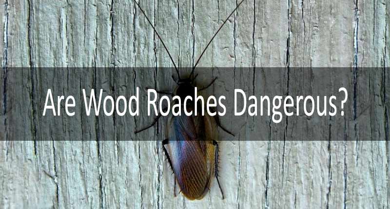 are wood roaches dangerous: photo