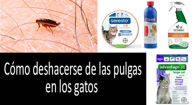 Cómo deshacerse de las pulgas en los gatos: foto