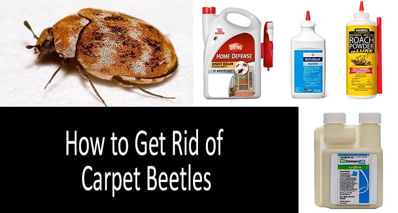 How to Get Rid of Carpet Beetles: TOP7 Best Sprays, Traps and Powders 2019