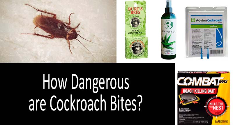 how dangerous are cockroach bites: photo