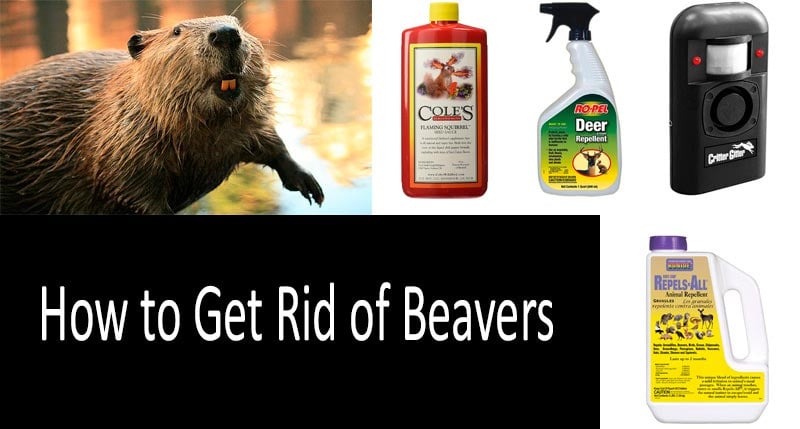 How To Get Rid Of Beavers: photo