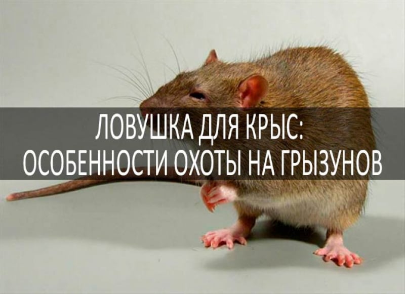 Ловушки для крыс: фото