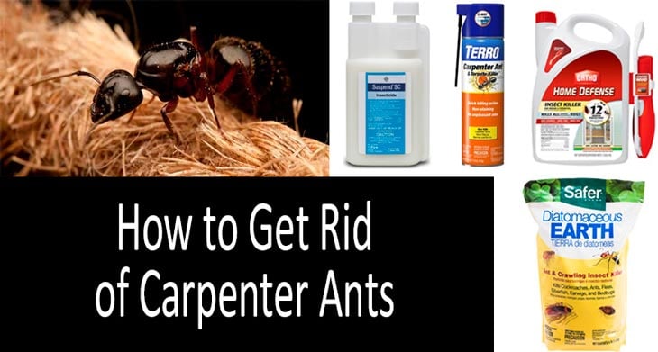 How to Get Rid of Carpenter Ants: photo