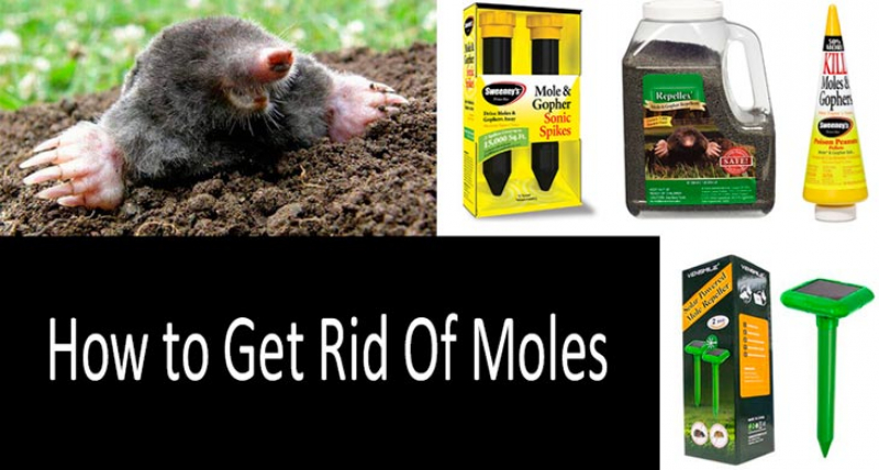  Moles in the Yard Fast
