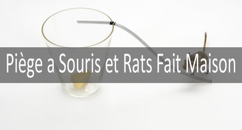 Piu00e8ge a Souris et Rats Fait Maison min: photo