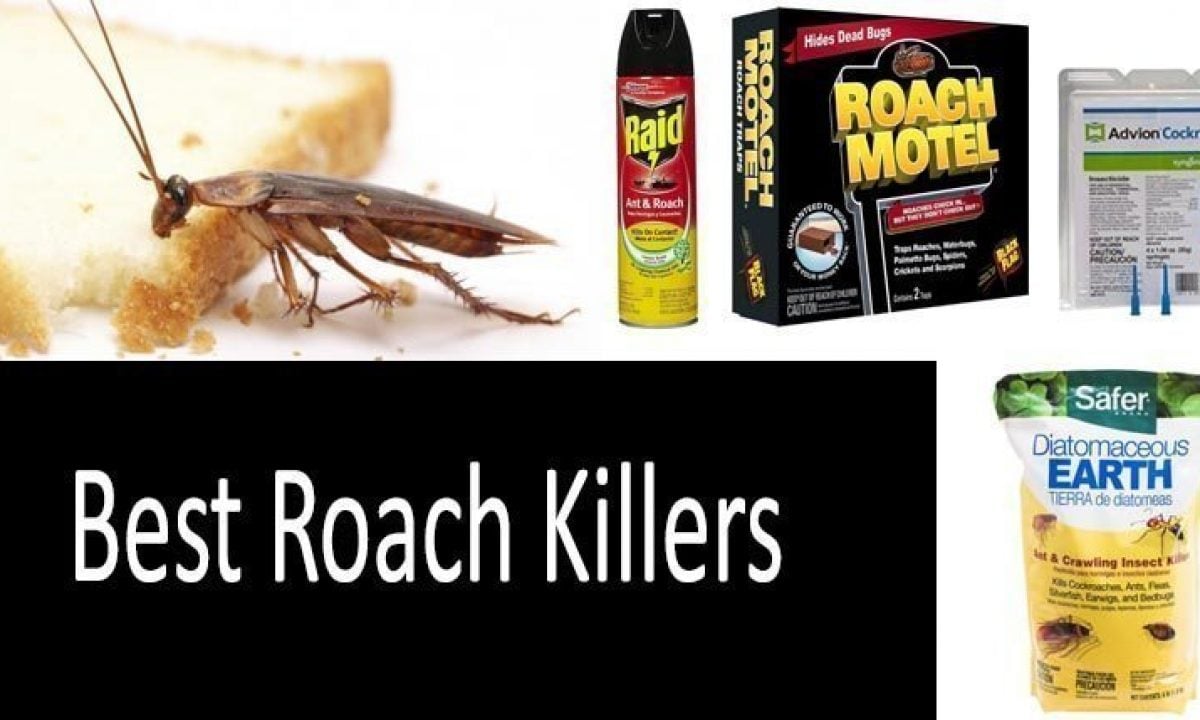 Top 16 Best Roach Killers In 2021 From 5 To 50 Buyer S Guide