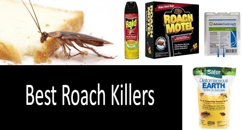 how to kill roaches: photo