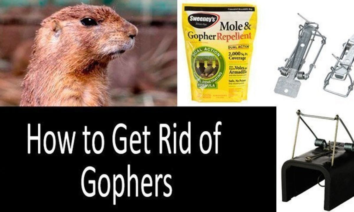 How to get rid of gophers