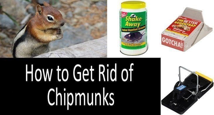 How To Get Rid Of Chipmunks The Best Traps And Repellents