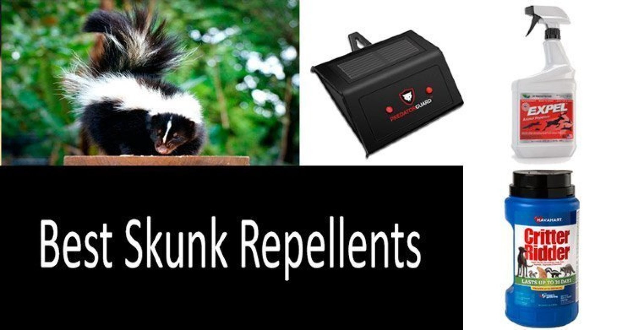 How to Pick a Skunk Repellent 4 Best Repellents to Keep Skunks Away