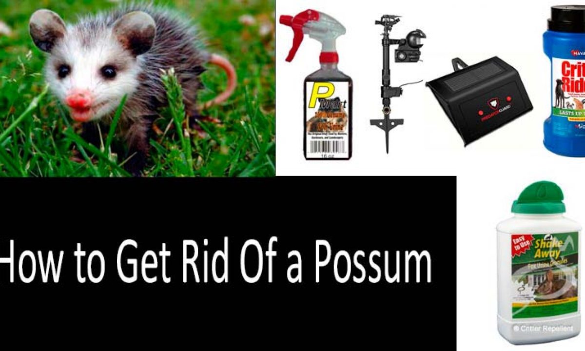 How to Get Rid Of a Possum