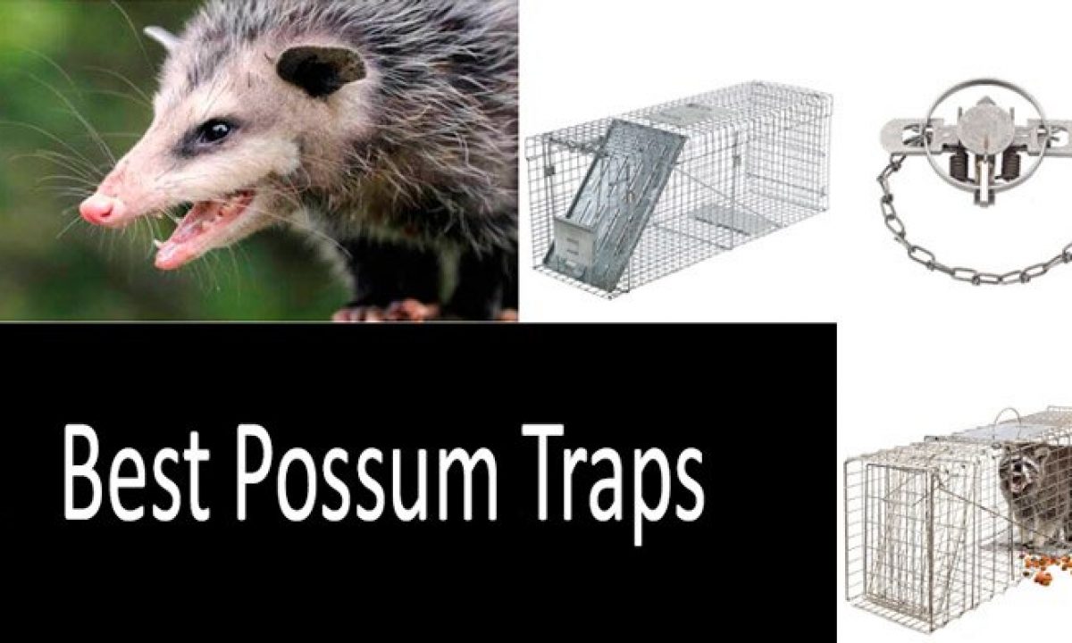 best Possum Traps