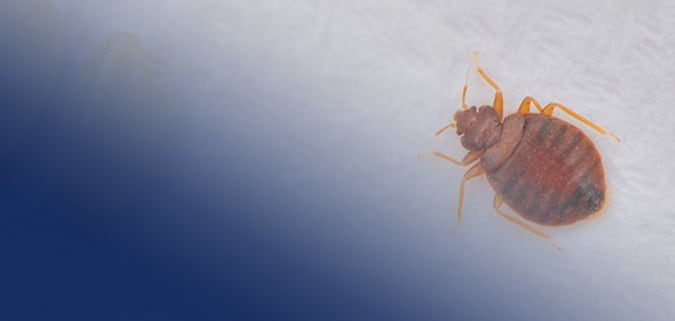 Bed Bug Control Products