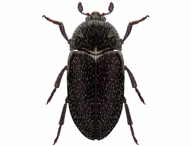 Cómo los escarabajos la alfombra: top-7 mejores aerosoles, trampas y polvos