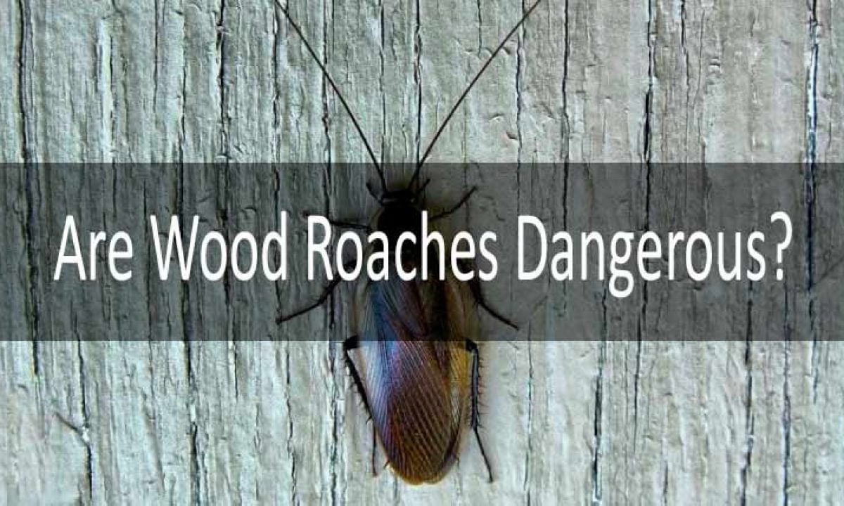 Are Wood Roaches Dangerous