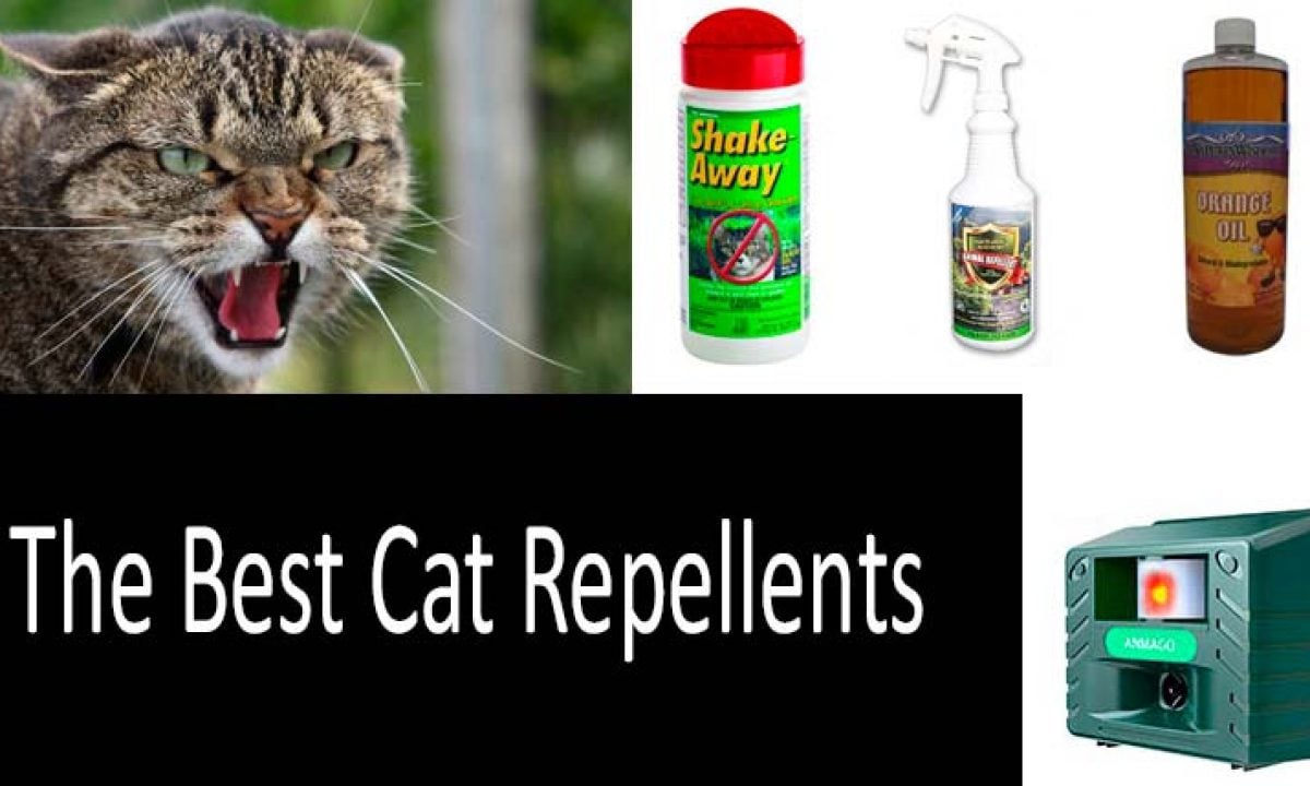 Outdoor Cat Deterrent Spray Diy Keeping Cats Away 12 Natural Cat