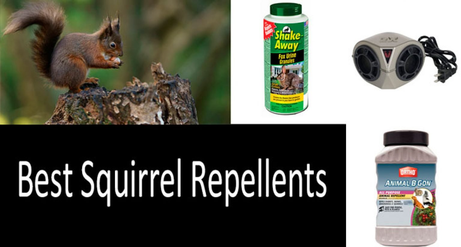 TOP 7 Best Squirrel Repellents Buyer’s Guide 2021