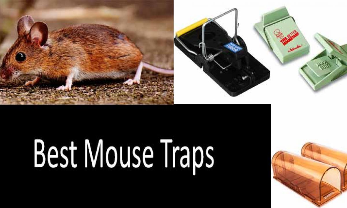 3 x Spring Loaded Mouse Traps Rodent Rat Mice Catcher Killer Plastic Snap TE803 