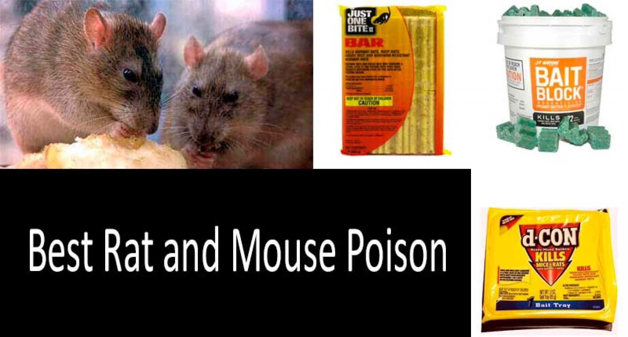 Best Rat & Mouse Poison | Most Effective Rodent Killer | 2022 Guide