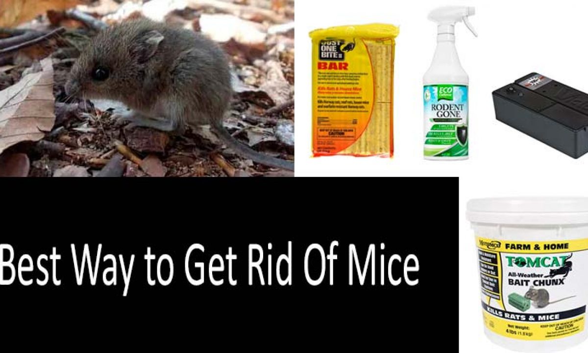 How To Get Rid Of Mice Home Remedies