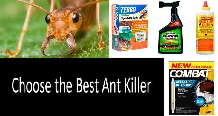 TOP-20 Best Ant Killers (2022)  Buyer's Guide for Ant Traps & Killers