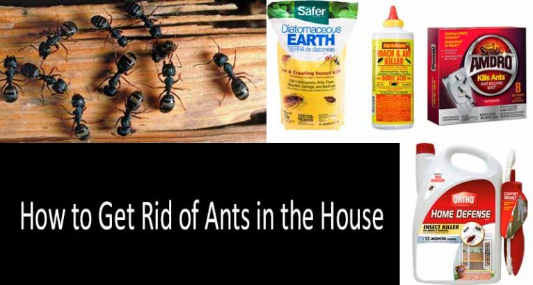 Get Rid Of Ants In The House 766x411 