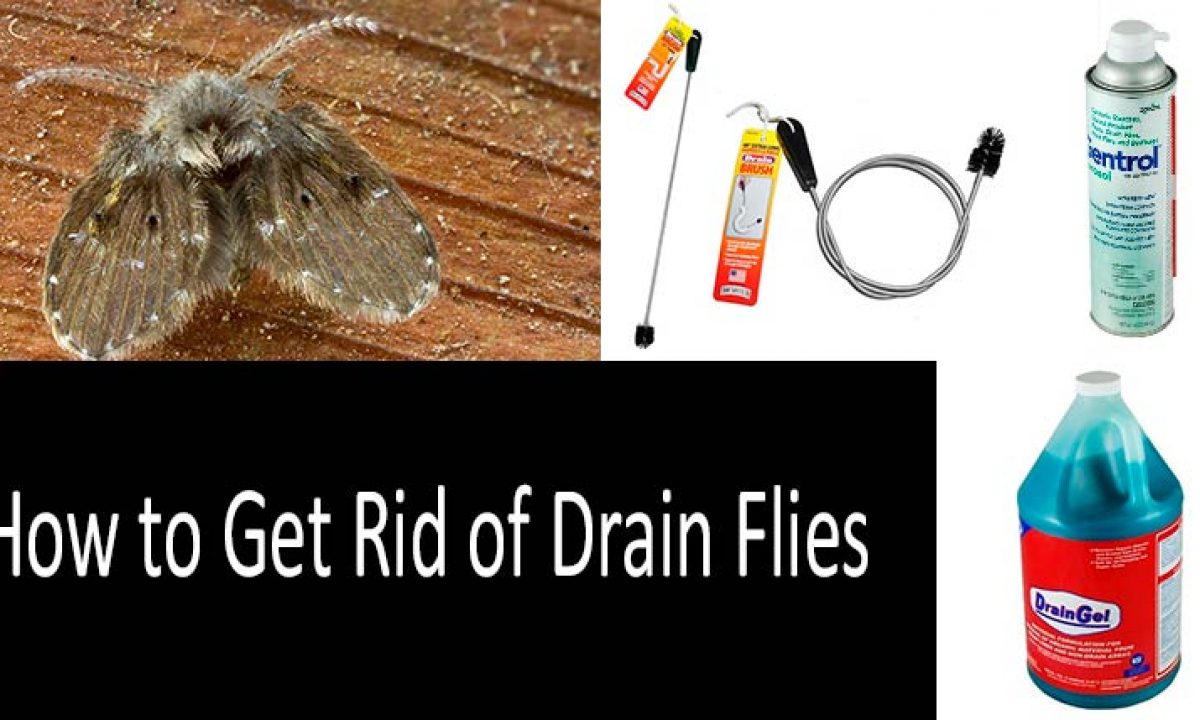 How To Get Rid Of Drain Flies With Vinegar