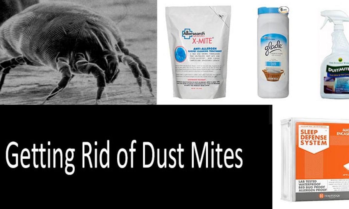 Kill Dust Mites: How to Kick them Out of Your Bed for Good