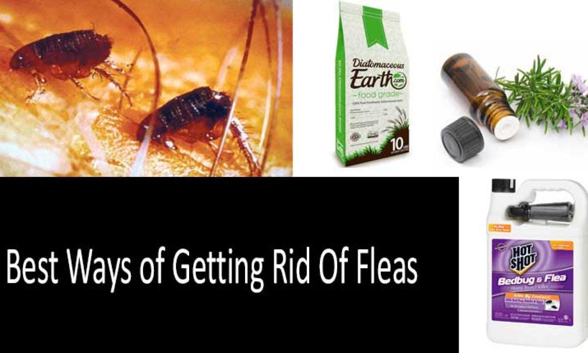 best natural way to get rid of fleas